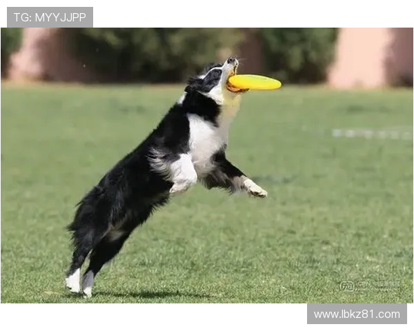 重庆飞盘队在极限运动世界杯中的逆袭之路与荣耀时刻